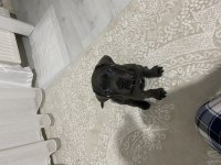 2 aylık ırk garantili cane corso