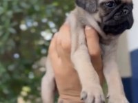 Gül kuyruk A kalite Pug arayanlar