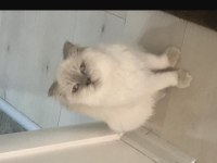 1.5 yaşında british longhair kedimi sahiplendiriyorum