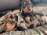 Dachshund Köpeği (Sosis) Yavruları