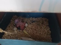 3 yavrusuyla birlikte satılık takım muhabbet kuşu