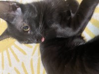 KEDİMİZİ SAHİPLENDİRMEK İSTİYORUZ