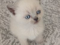 33 günlük british shorthair yavrularımız