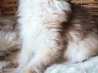 3 buçuk aylık dişi british longhair