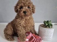 Toy Poodle Köpeği