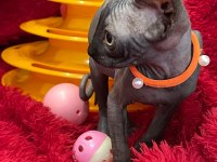 sphynx sfenks tüysüz dişi erkek yavruları