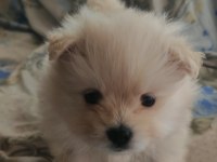 1.5 aylık pomeranian köpekler