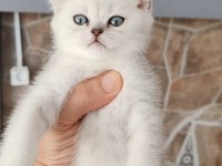 Silver british shorthair