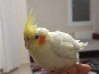 Evcıl 2 buçuk aylık sultan papağanı