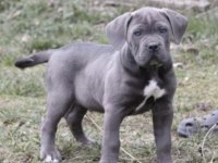 Cane Corso Köpeğimiz