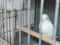 Albino takım muhabbet kuşu beyaz