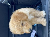 4 Aylık Apricot renk erkek yavru poodle