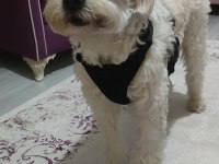 White Terrier 3 yaşında ücretsiz sahiplendirme
