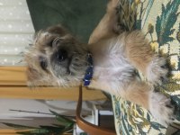 Ücretsiz sahiplendirilecek dişi kromforhlander köpeğimiz