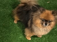 3 yaş dişi pomeranian