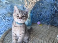 British Shorthair Black Golden Dişi Ve Erkek Yavrular