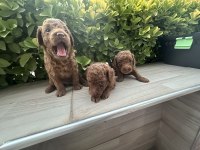 2 AYLIK POODLE YAVRULARI