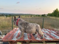 Masrafsız dişi french bulldog