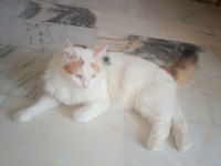 Çok tatlı kedidir