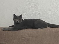 1.5 yaşında british shorthair
