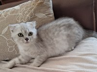 Scottish fold silver erkek