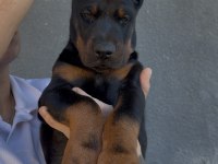 Şecereli European Doberman