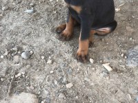 Doberman 35 günlük dişi