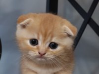 Golden fold top kafa scottish fold bebeğim
