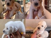 25 günlük golden retriever yavruları