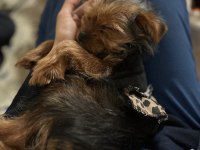 7 Aylık Yorkshire Terrier