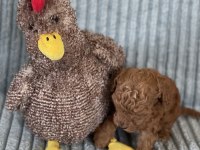 Eşsiz Güzellikte Toy Poodle Yavrumuz