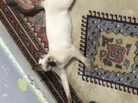 7 Aylık Siyam Oyucu Dişi Kedim