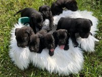 A şecereli kif kayıtlı dev cane corso