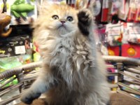 British Longhair Ny25 Anne Baba Safkan Yavrumuz Dişi