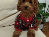 Acil Toy Poodle