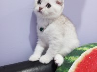 Safkan Scottish Fold Ve Straight Yavrular Catteryden