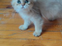 British longhair golden