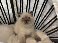 Mükemmel kalitede british shorthair yavrularımız