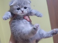 Scottish fold 2 dişi ve 2 erkek bebek