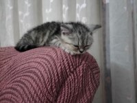Scottish fold mersin 2 aylık