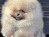 TEDDY BEAR BOO YAVRULAR TAKSİTLE HERYERE GÖNDERİLİR