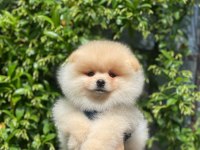 Pomeranian boo teacup yavru bebekler