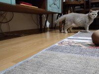British shorthair yavrumuz yeni yuvasını arıyor