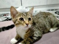 YAVRU KEDİMİ SAHİPLENDİRİYORUM