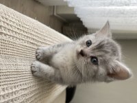 British Shorthair Bebekler Yeni Ailelerini Bekliyor