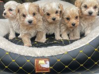 MALTİPOO YAVRULARIMIZ