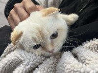 6 aylık dişi scottish fold