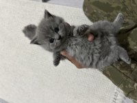 Bebek kedilerimize yeni yuva aranıyor