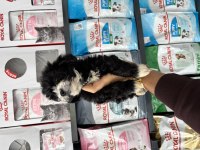 Dişi Erkek Maltipoo Bebeklerimiz
