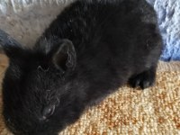 Netherland dwarf Hollanda cücesi tavşan